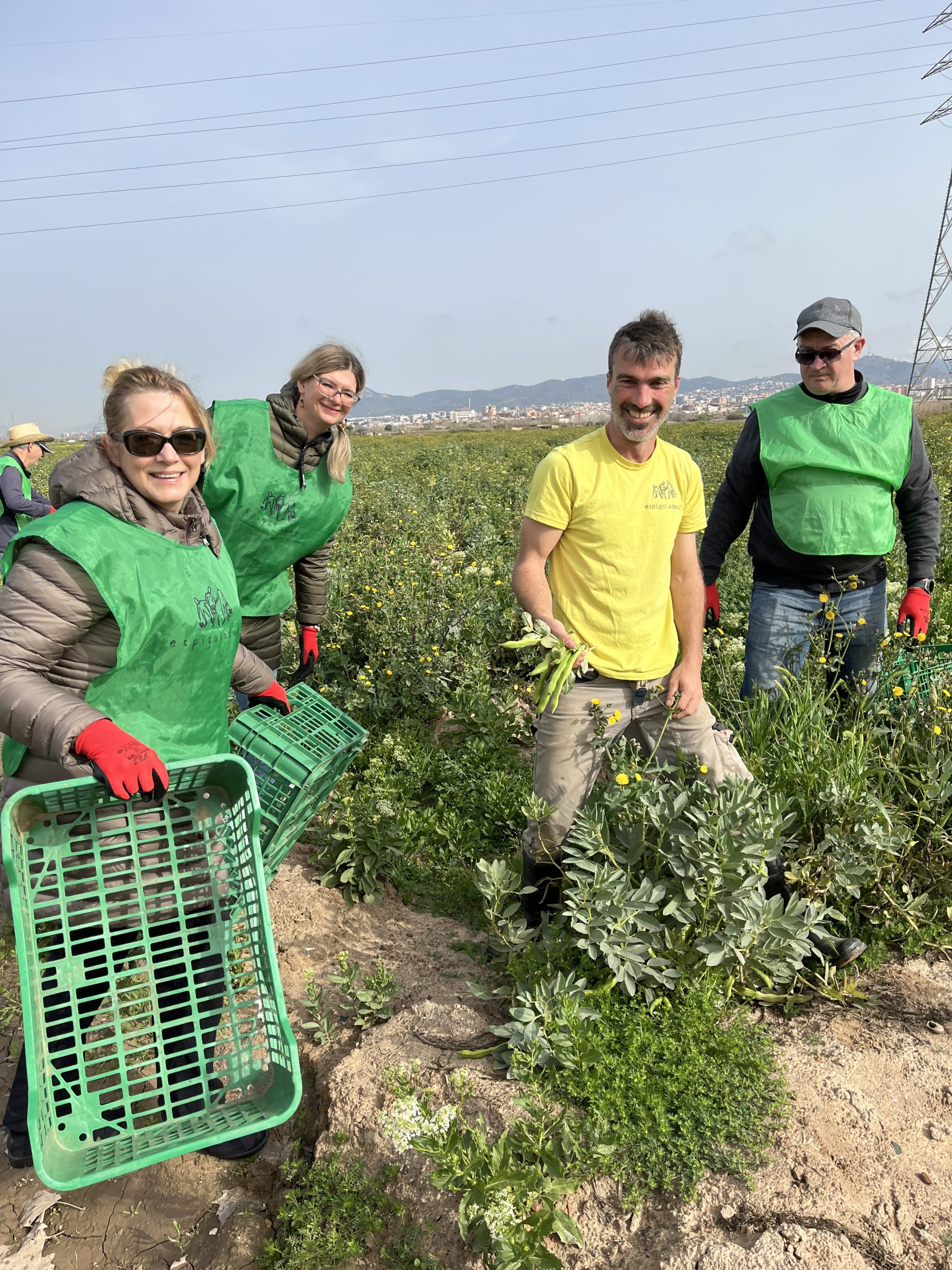  Harvesting with Espigoladors, gleaning field near Barcelona.
